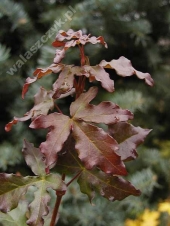 Acer campestre 'Ruby Lace' 
